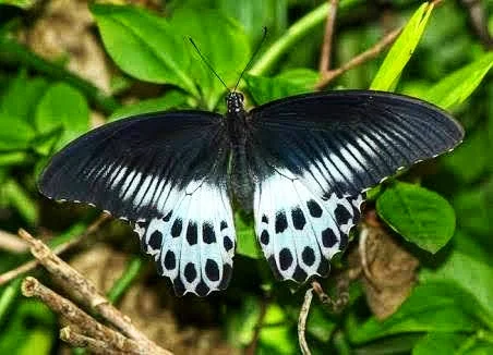 State Insect: Blue Mormon Butterfly 