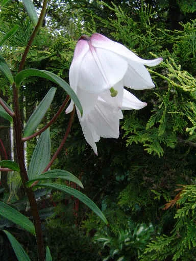 State Flower : Shirui Lily