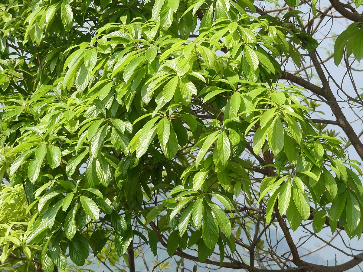 State Tree : Uningthou