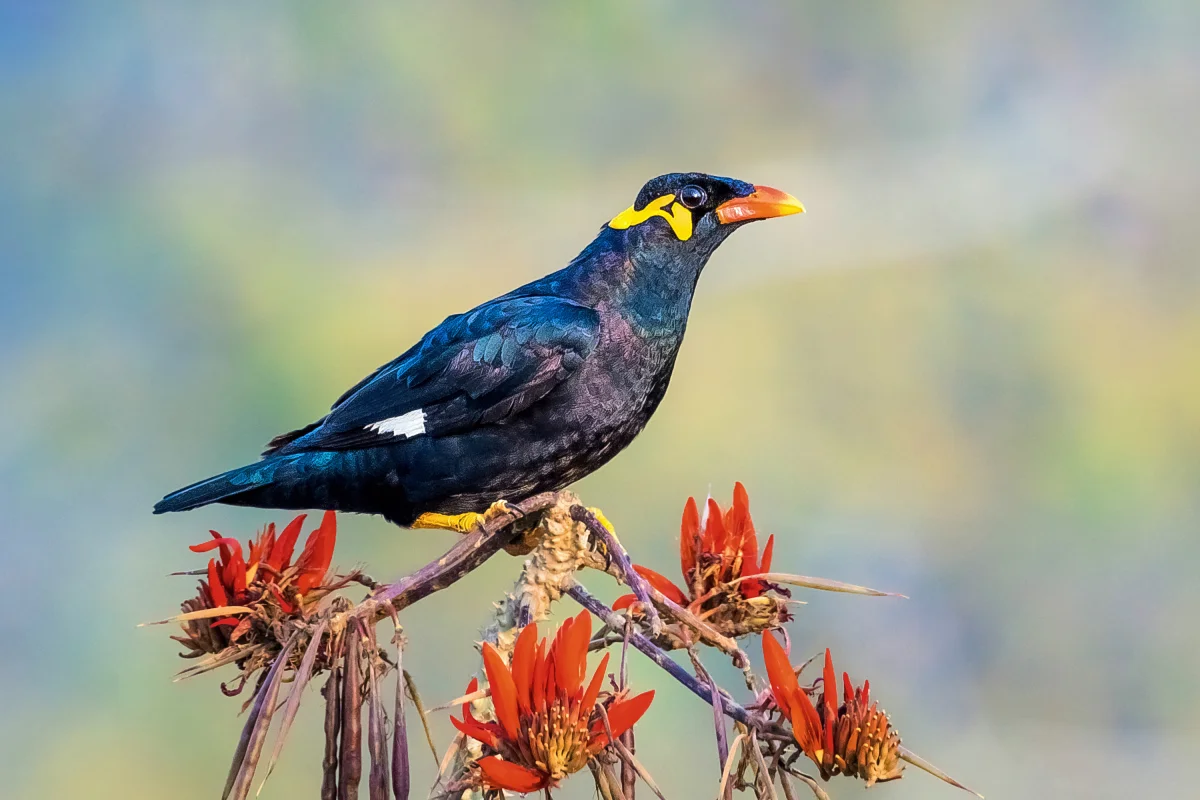 State Bird: Hill myna