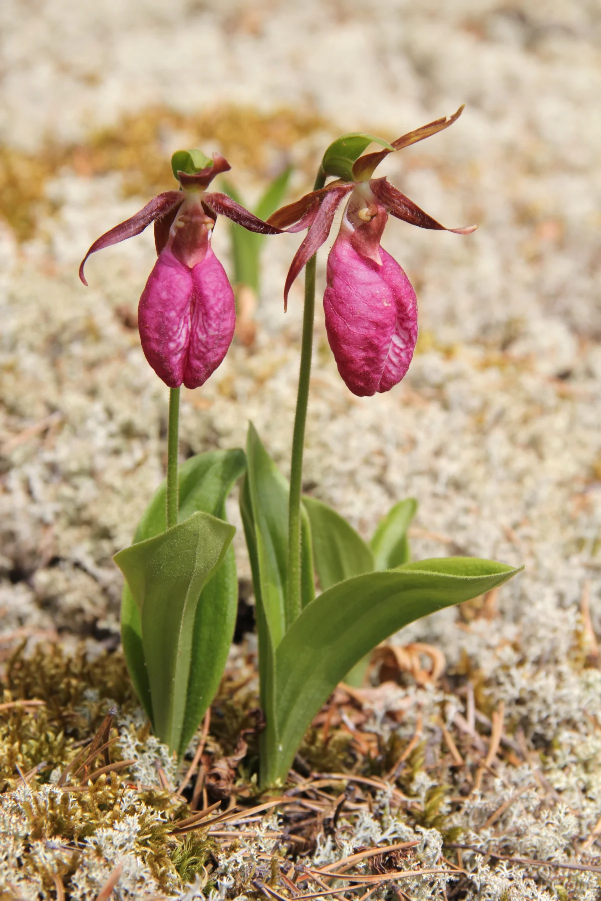 State Flower: Lady's slipper orchid