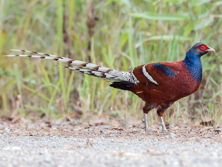State Bird: Mrs. Hume's Pheasant