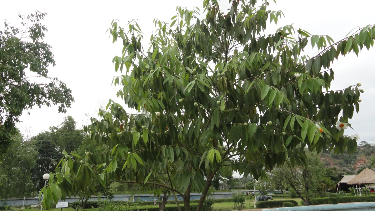 State Tree: Indian Rose Chestnut 