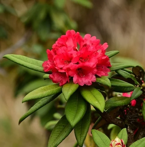 State Flower: Tree Rhododendron 