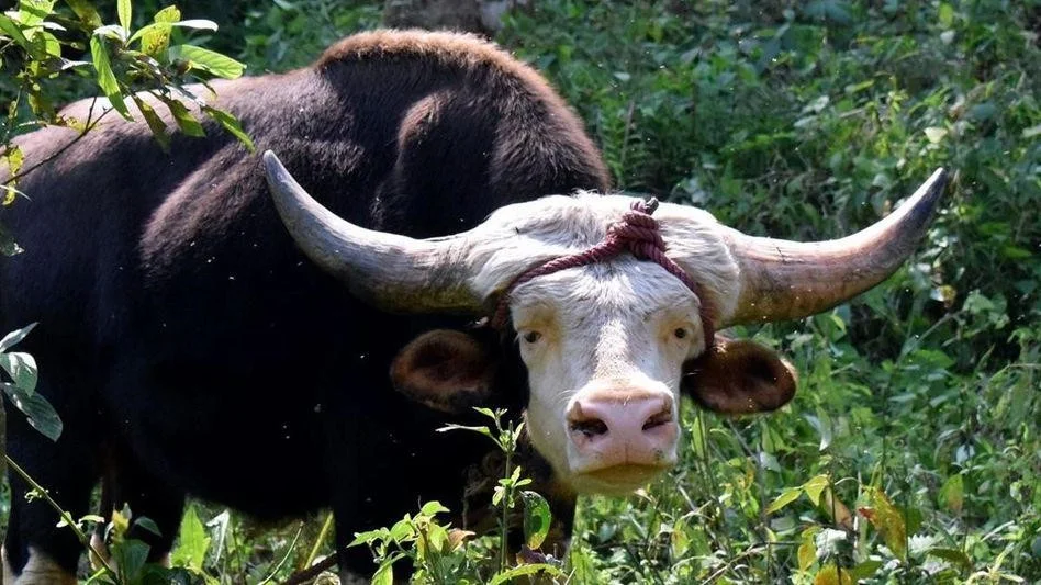 State Animal: Mithun 