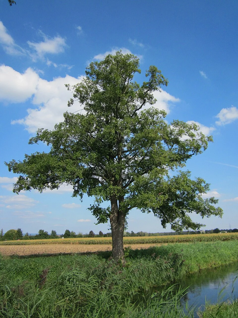 State Tree: Alder 