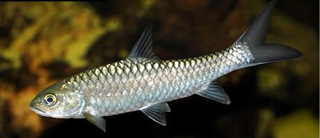 State Fish: Chocolate Mahseer 