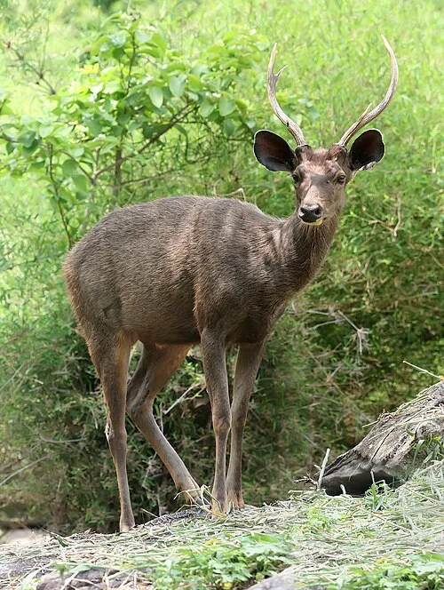 State Animal: Sambar Deer