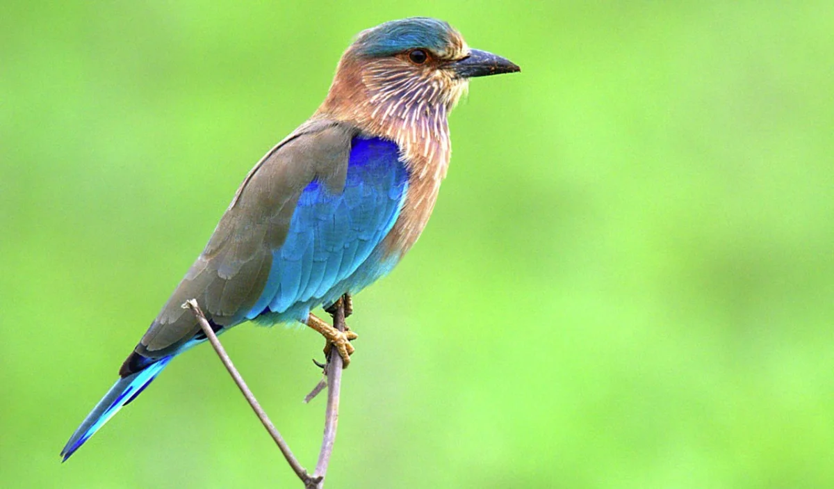 State Bird:  Indian Roller 