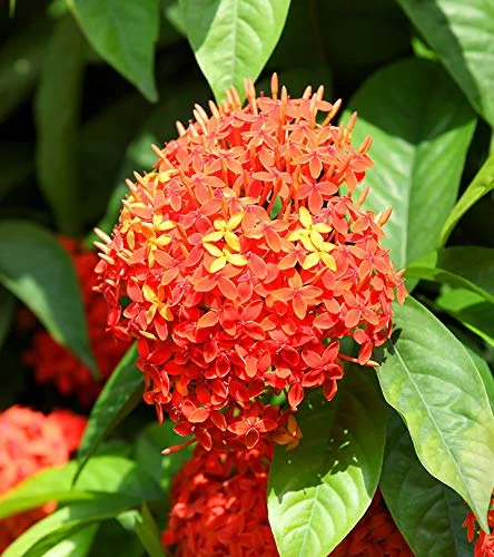 State Flower: Ashoka Flower