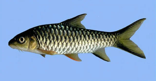 State Fish: Mahanadi mahseer 