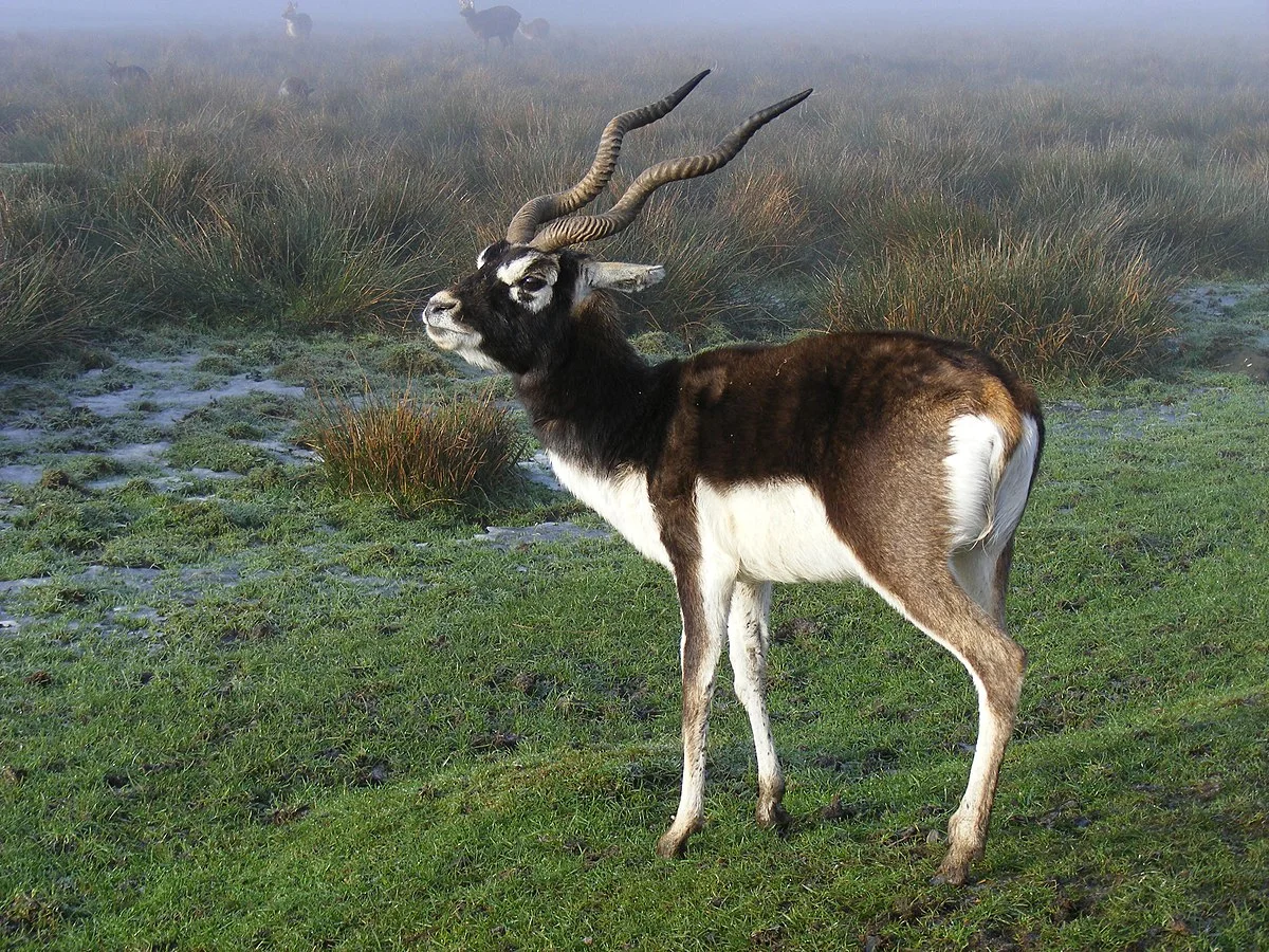 State Animal: Blackbuck