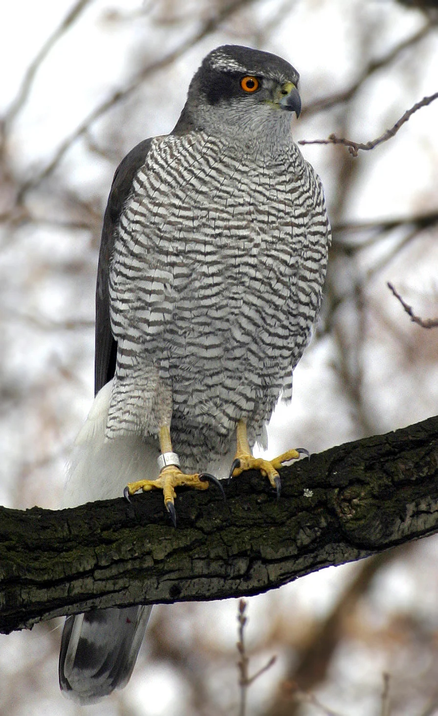 State Bird: Northern Goshawk 