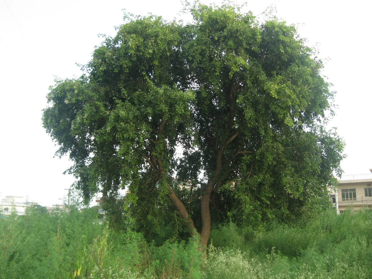 State Tree: Shisham 