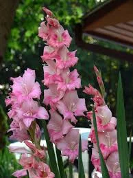 State Flower: Gladiolus 