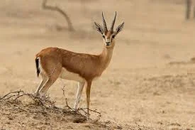 State Animal : Chinkara 
