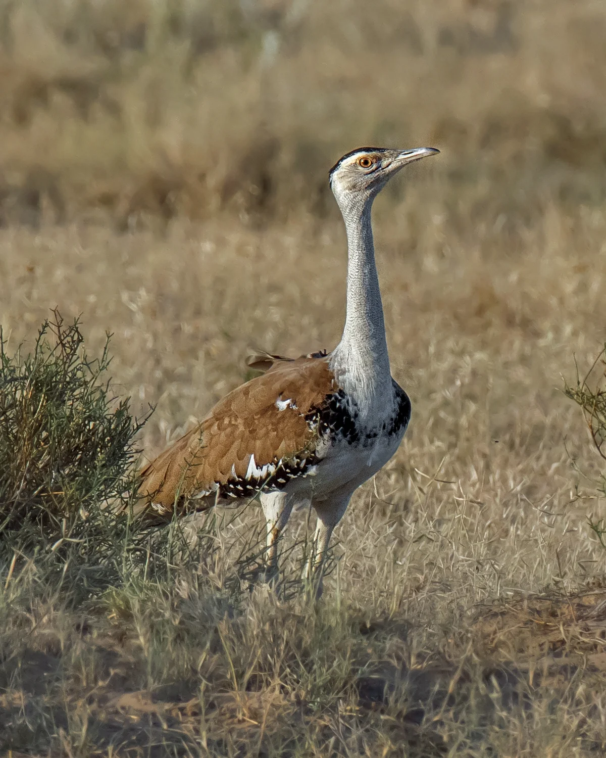 State Bird : Great Indian Bustard 