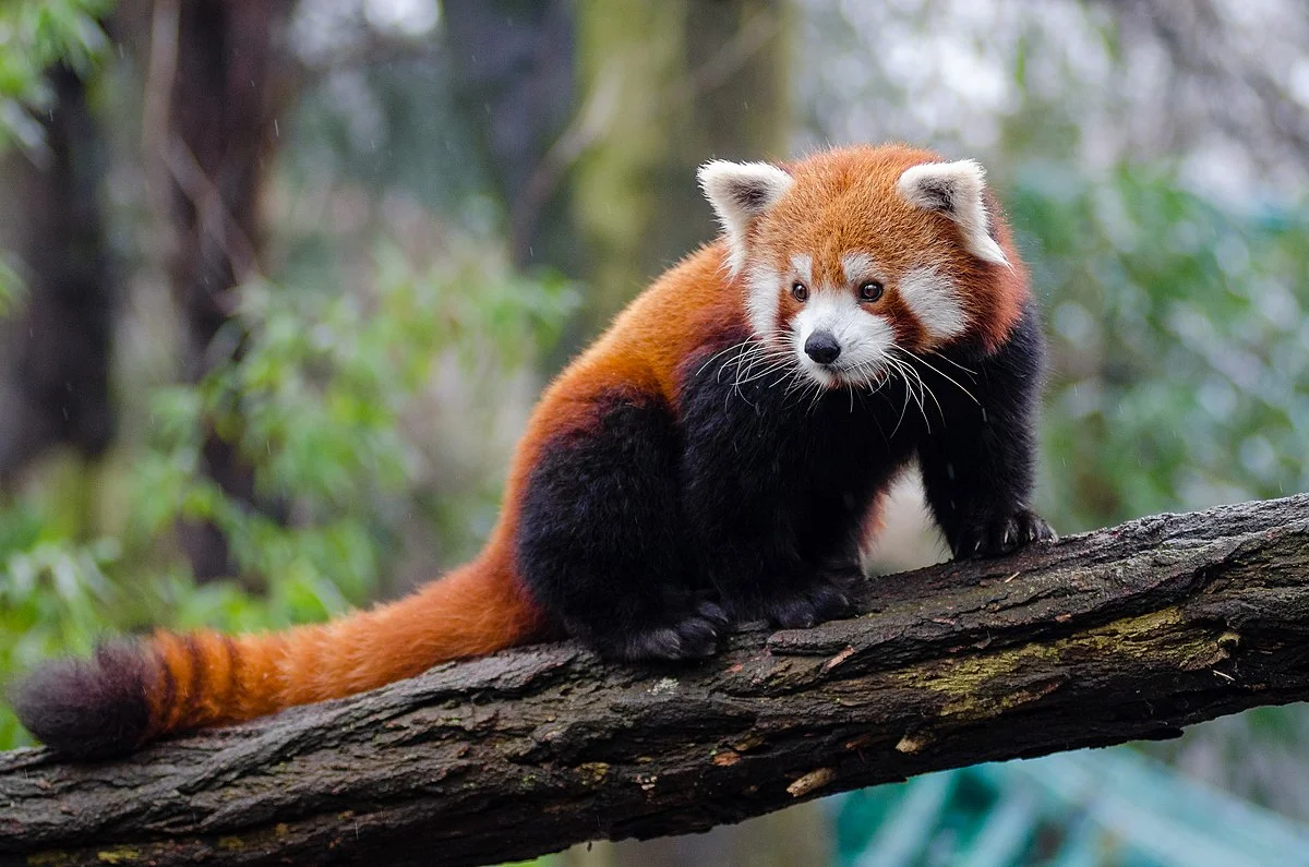 State Animal: Red Panda