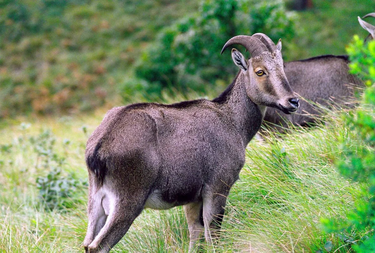 State Animal:  Nilgiri Tahr