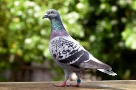 State Bird: Pigeon