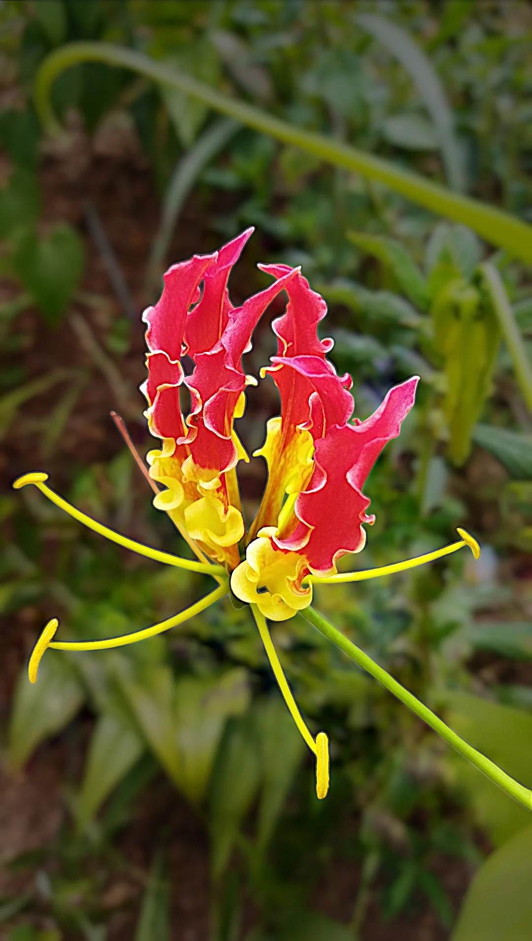 State Flower: Flame Lily