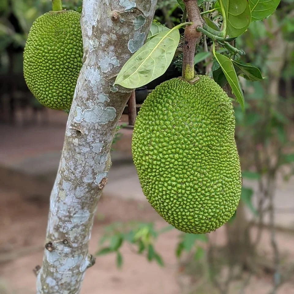 State Fruit: Jackfruit
