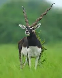State Animal:  Indian Blackbuck