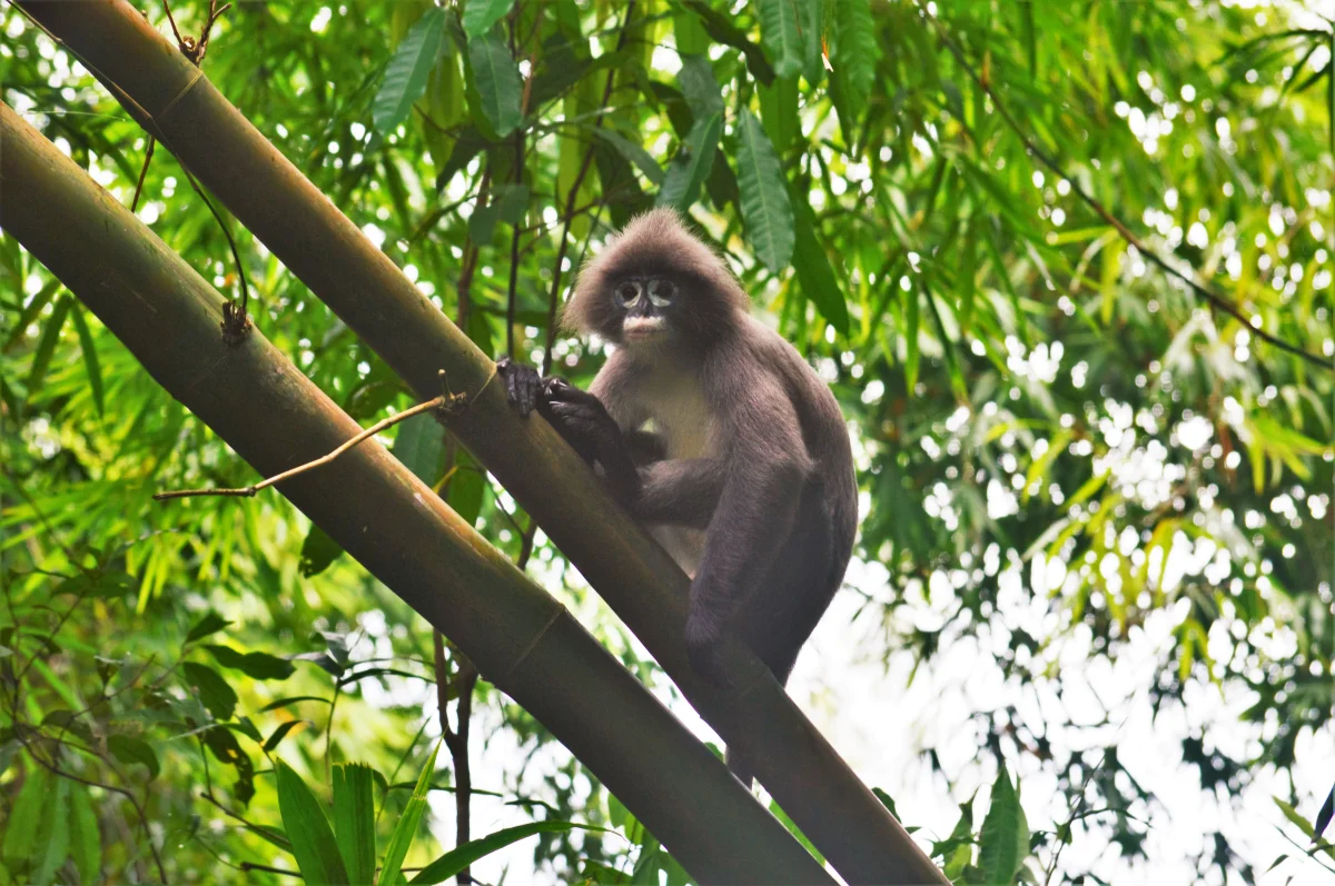 State Animal: Phayre's Langur 