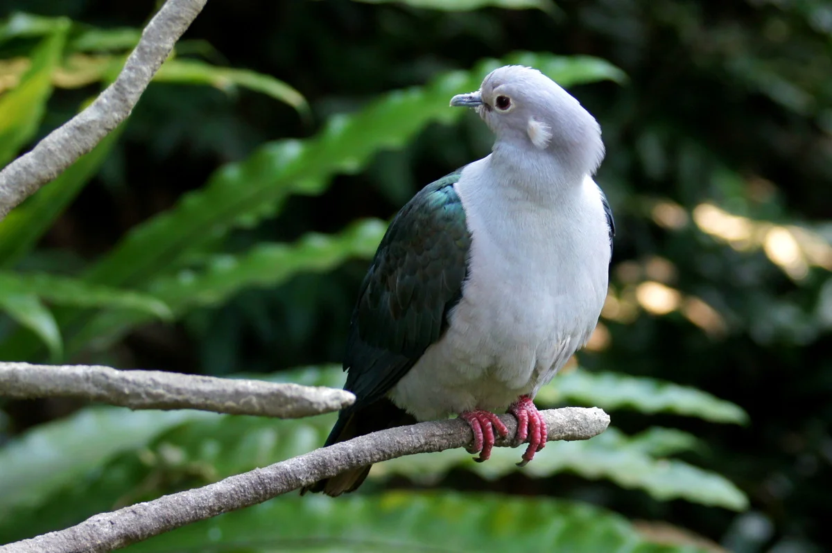 State Bird: Green Imperial Pigeon 