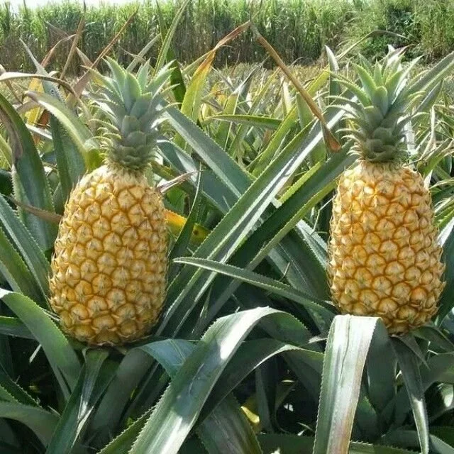 State Fruit: Queen Pineapple 