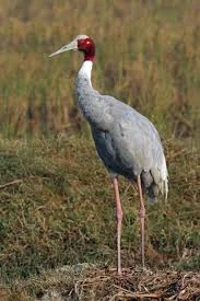 State Bird: Sarus Crane 