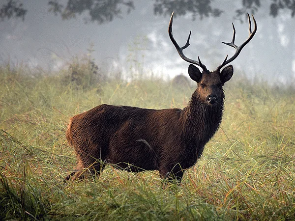 State Animal: Barasingha (Swamp Deer) 