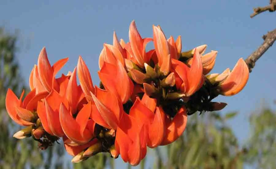 State Flower: Palash