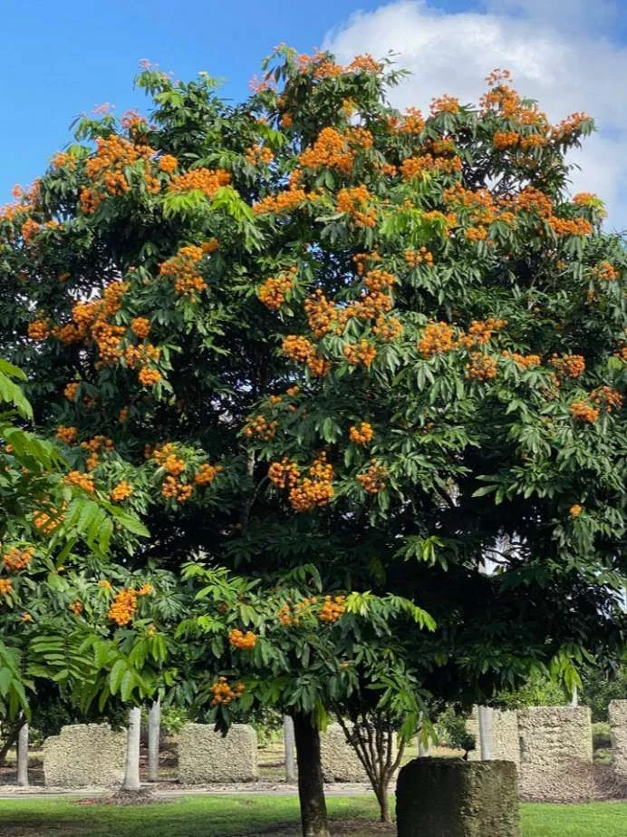 State Tree: Sita Ashok 
