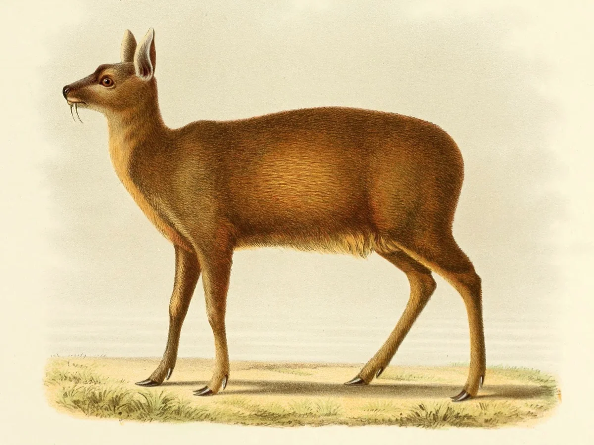 State Animal: Alpine Musk Deer 