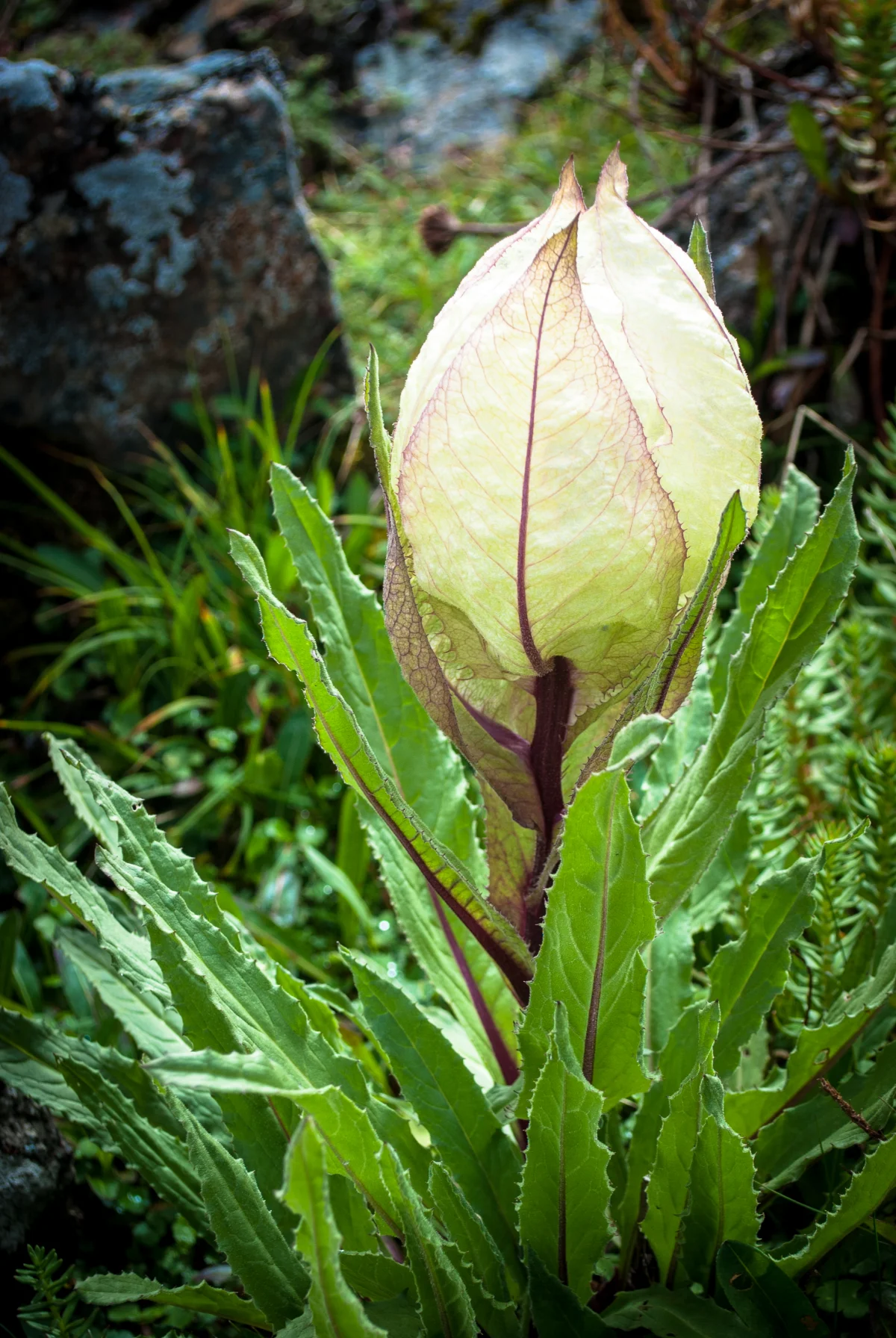 State Flower: Brahma Kamal 