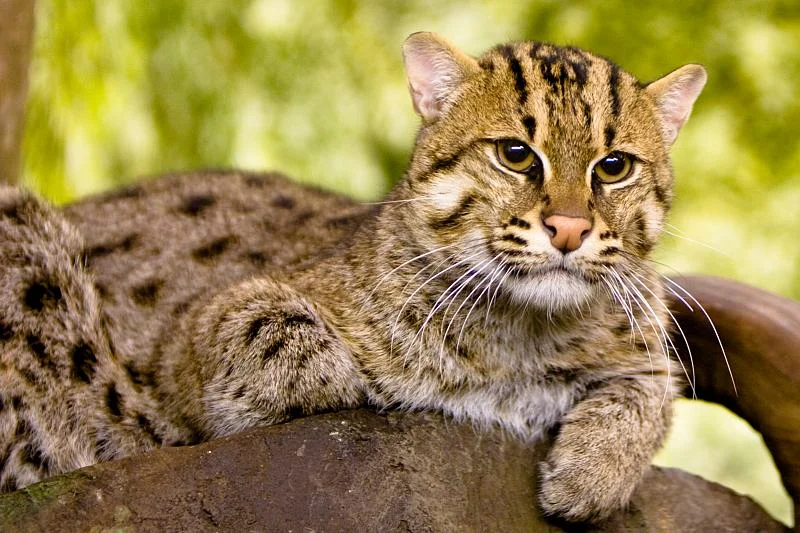 State Animal: Fishing Cat