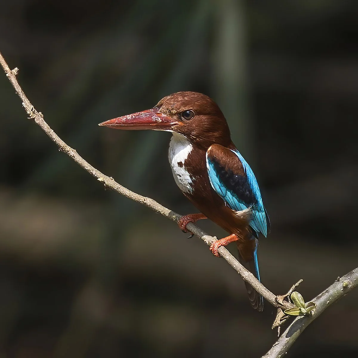 State Bird: White-throated Kingfisher