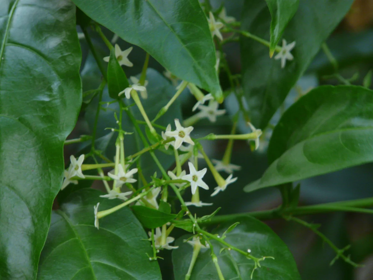 State Flower: Night-flowering jasmine