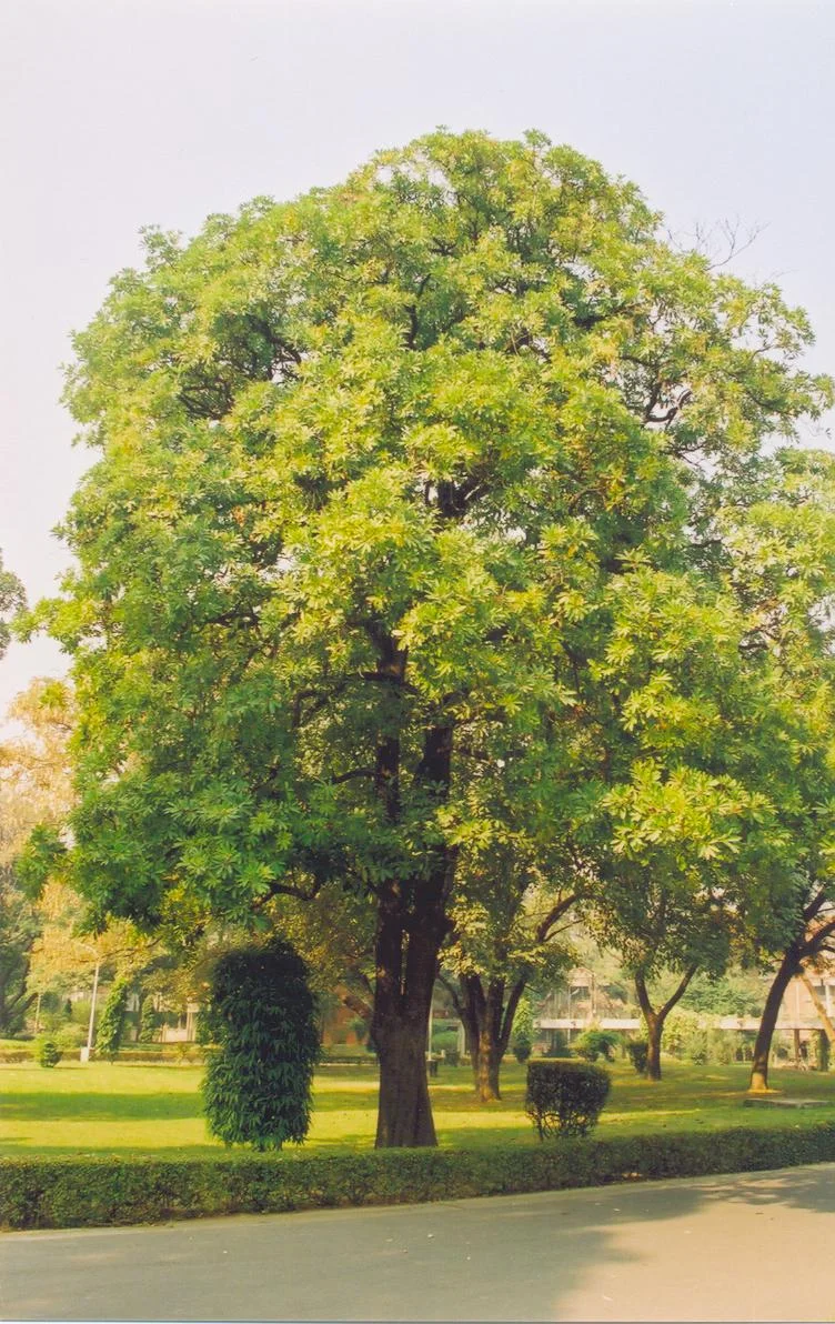 State Tree: Chatim tree