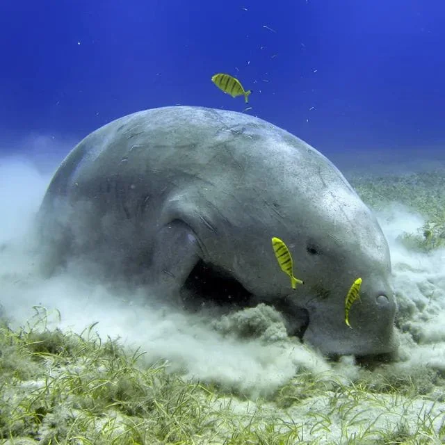 State Animal: Dugong