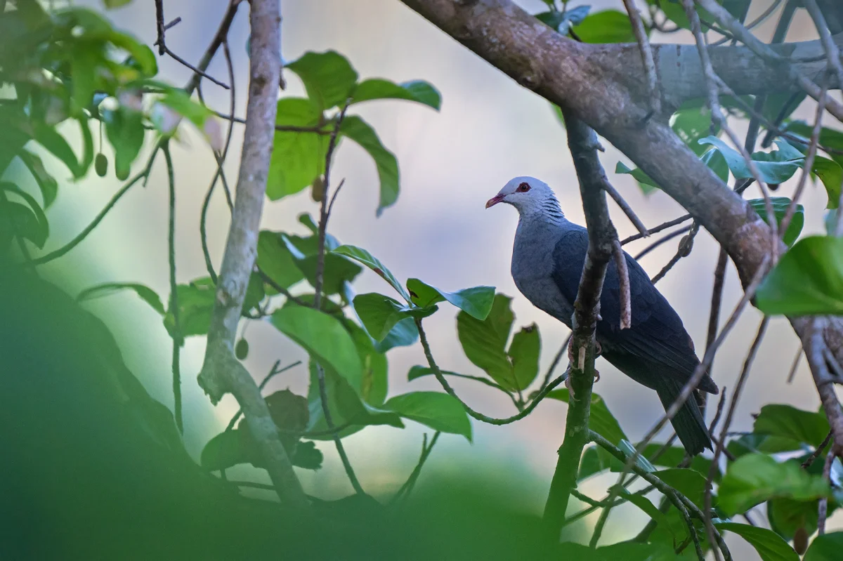 State Bird: Andaman Wood Pigeon