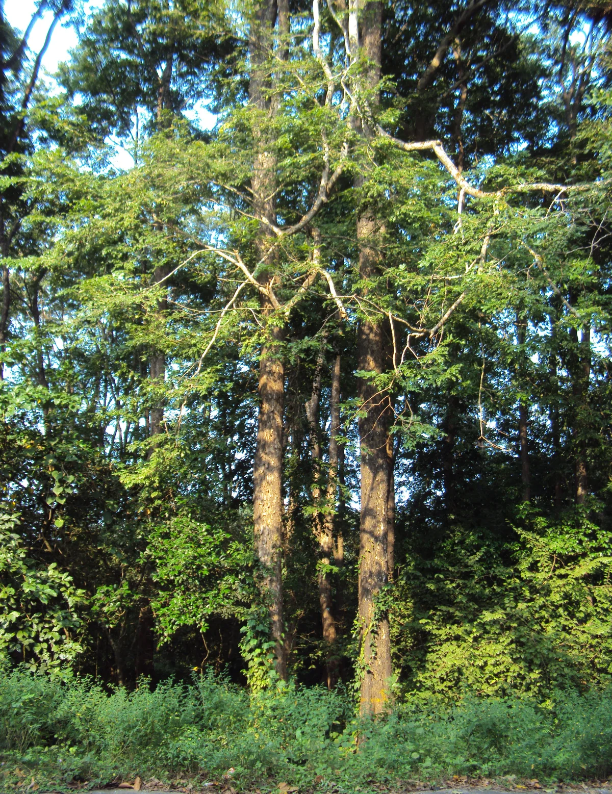 State Tree: Andaman Padauk