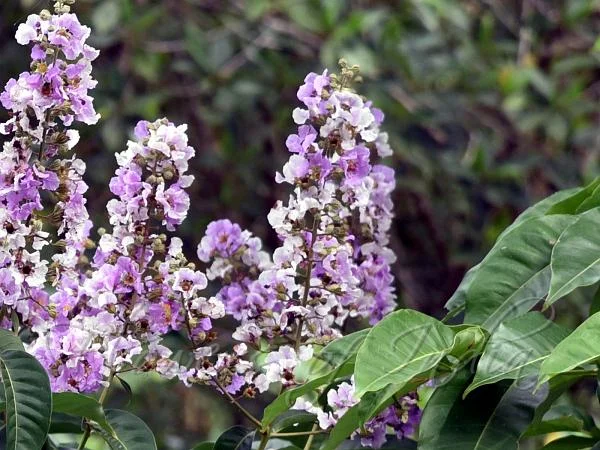 State Flower: Pyinma