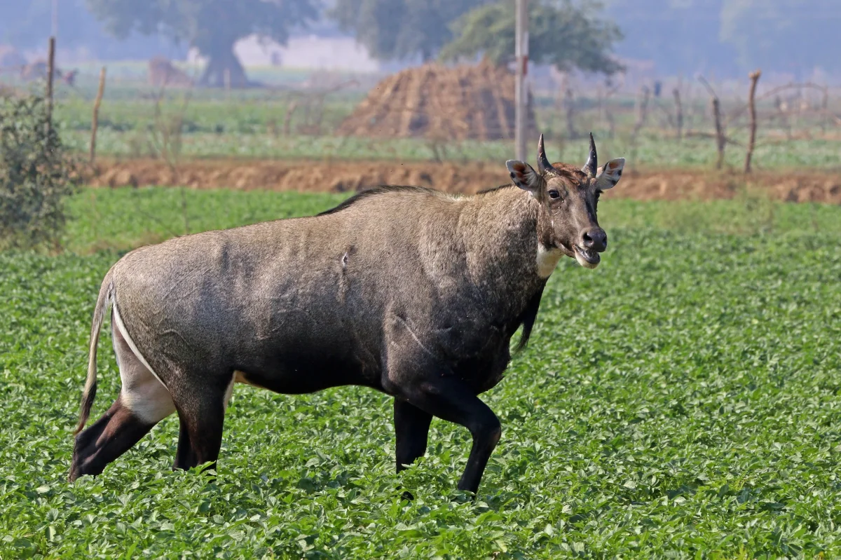 State Animal: Nilgai (Blue Bull)