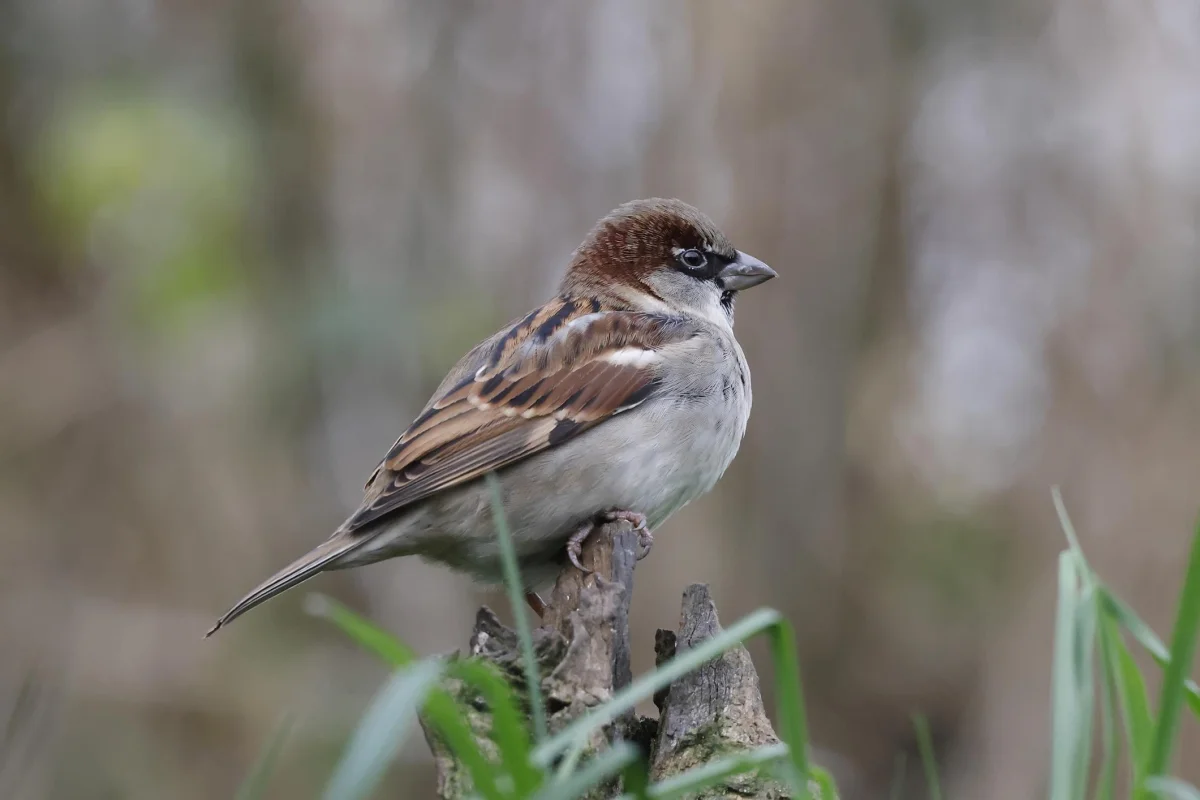 State bird: House Sparrow