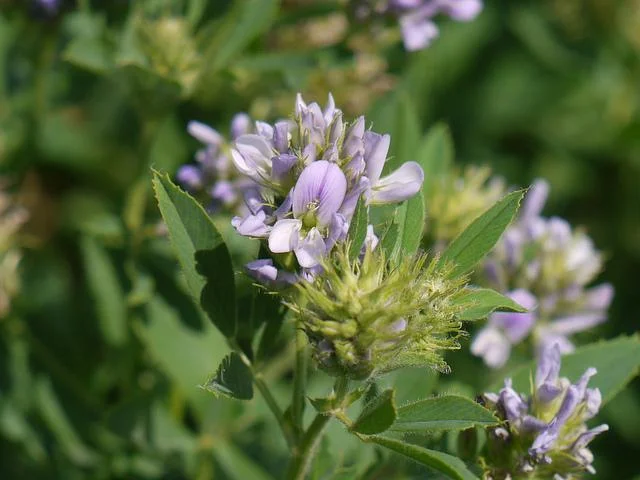 State Flower: Alfalfa Flower