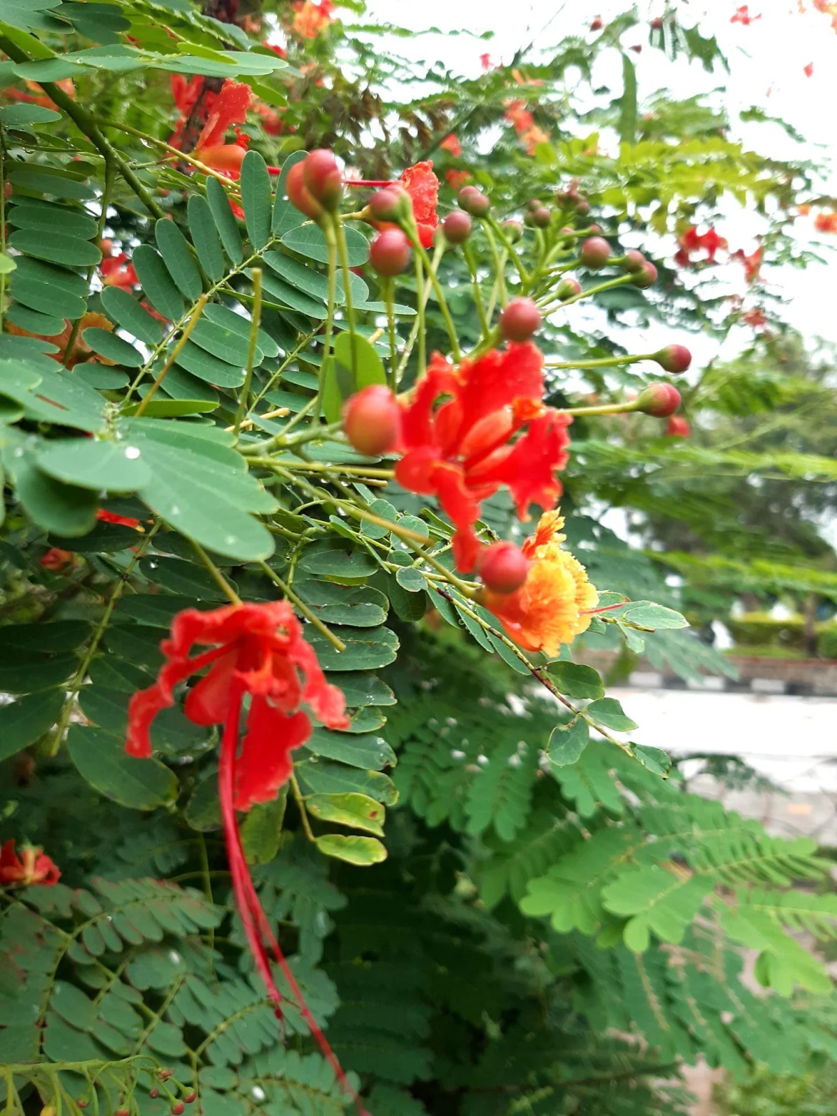 State Tree: Gulmohar