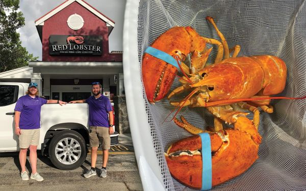 Meet Cheddar, the One-in-30-million Orange Lobster