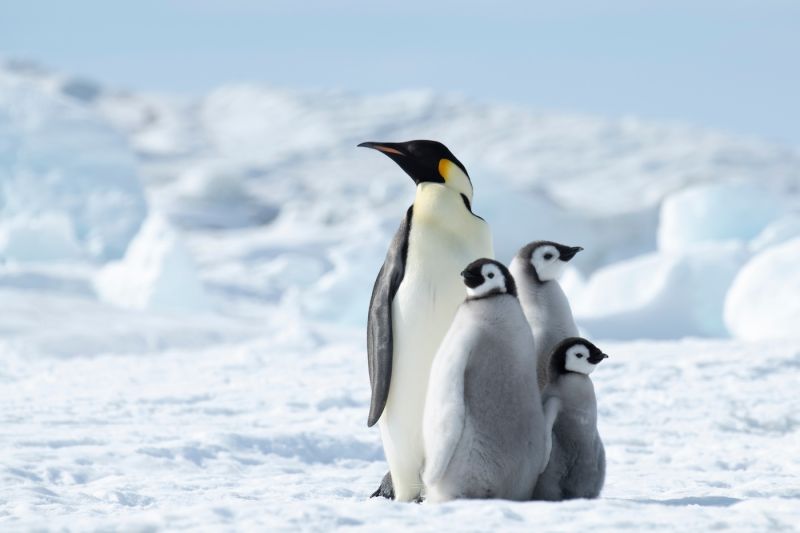 How Penguin Poop Clouds Fight Global Warming - Penguin Poop is Visible from Space.